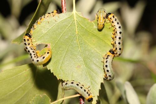 Nematus septentrionalis